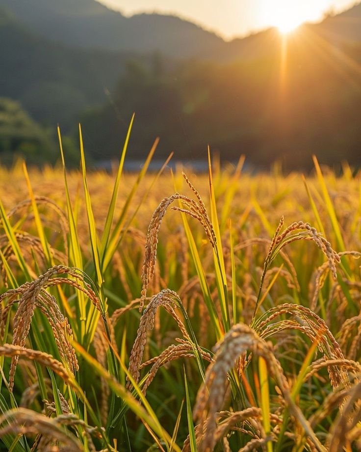 Rice grains prepared for quality-focused export supply.